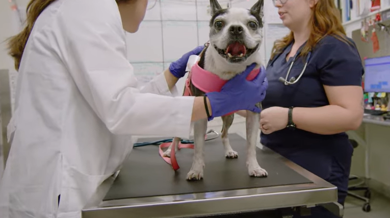 Veterinarian caring for a pet in Bend, Oregon