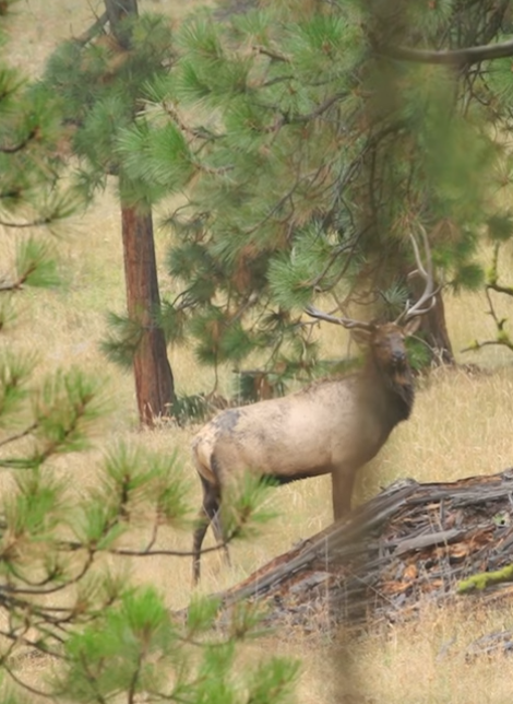 Guided hunting in the high desert and forests of Central Oregon